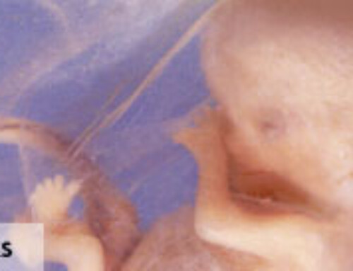 Une seule question: qu’est-ce que le foetus?