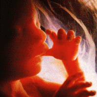 Fetus sucking thumb.
