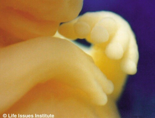 American College of Pediatricians: Unborn Children Feel pain